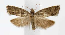 Image of Moth