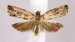 Image of Moth