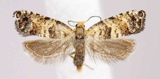 Image of Epinotia cf. normanana