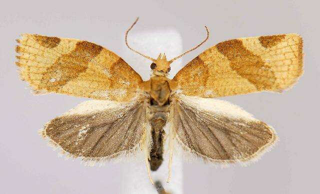 Image of barred fruit-tree tortrix