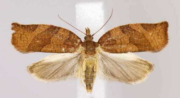 Image of Moth