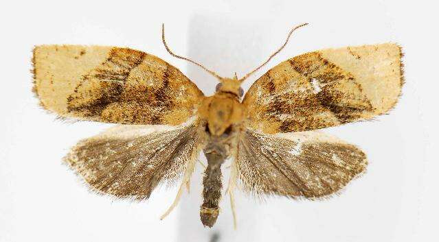 Image of barred fruit-tree tortrix