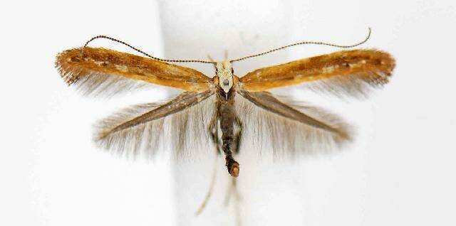 Image of Caloptilia