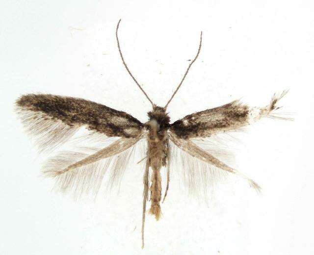 Image of Coptotriche malifoliella