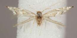 Image of Beech Midge