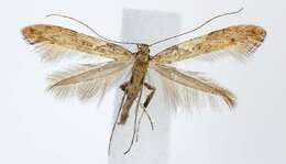 Image of Caloptilia stigmatella (Fabricius 1781)