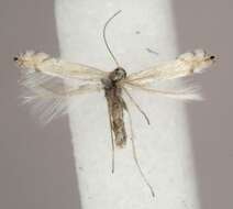 Image of Common Aspen Leaf Miner