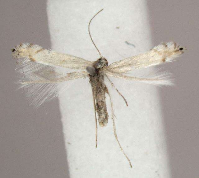 Image of Common Aspen Leaf Miner