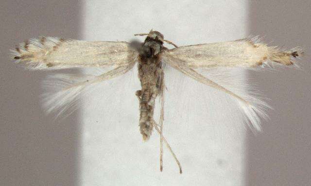 Image of Common Aspen Leaf Miner