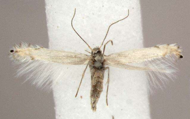 Image of Common Aspen Leaf Miner