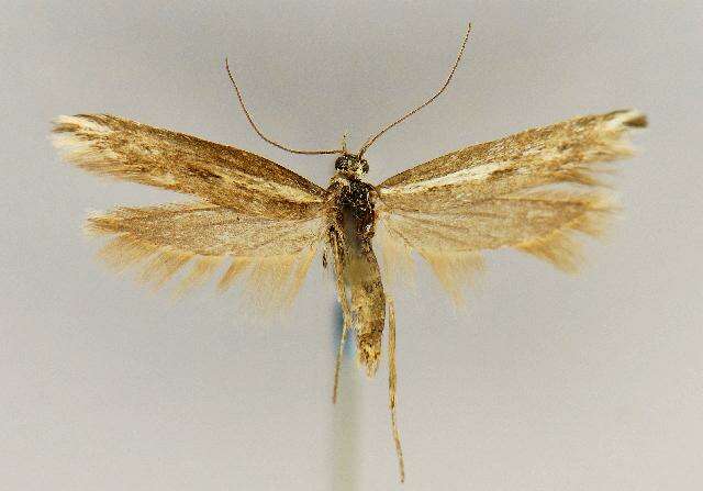 Image of Scythris