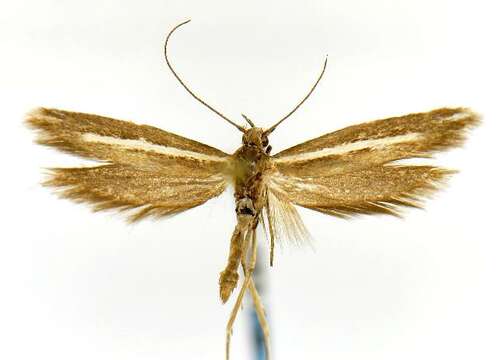 Image of Scythris