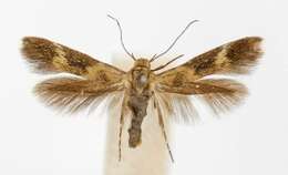 Image of Scythris