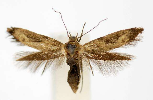 Image of Scythris