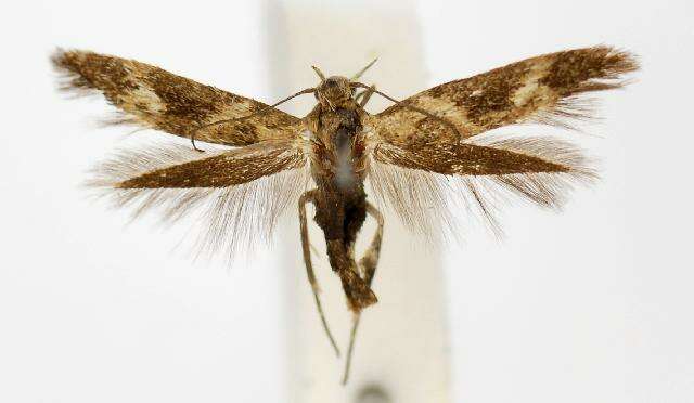 Image of Scythris