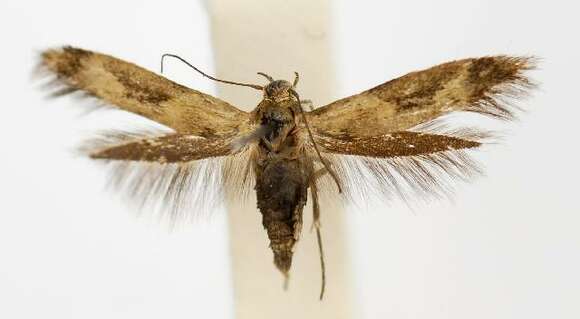 Image of Scythris