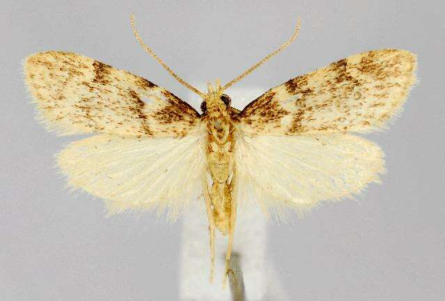 Image of Acallis alticolalis Dyar 1910