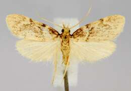 Image of Acallis alticolalis Dyar 1910