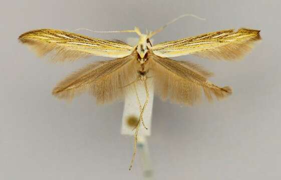 Image of <i>Coleophora samarensis</i>