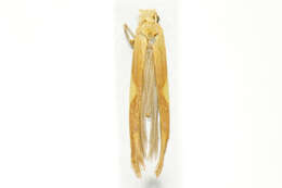 Image of Caloptilia packardella (Chambers 1872)