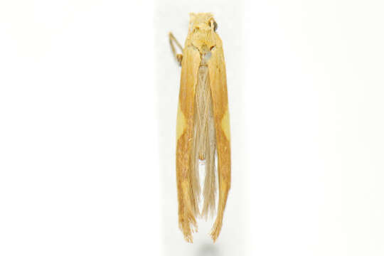 Image of Caloptilia packardella (Chambers 1872)