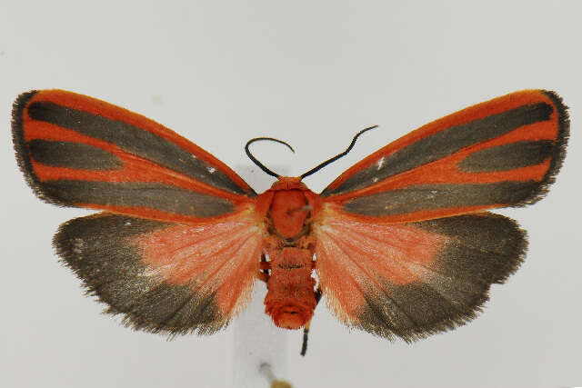 Image of Scarlet-winged Lichen Moth