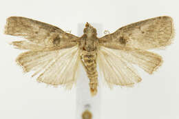 Acrobasis ostryella Ely 1913 resmi