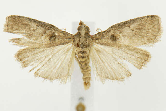 Acrobasis ostryella Ely 1913 resmi