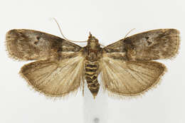 Image of Acrobasis betulella Hulst 1890