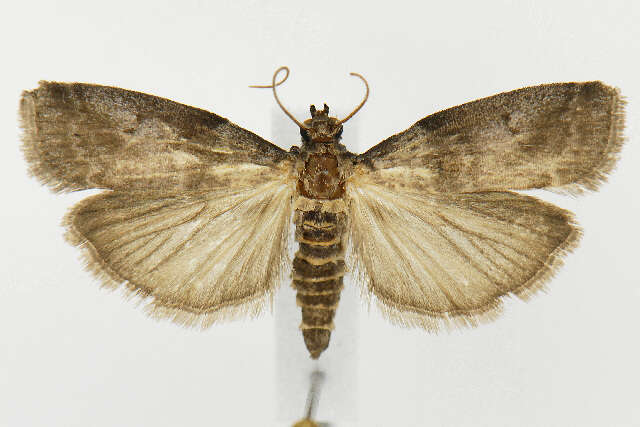 Image of Acrobasis betulella Hulst 1890