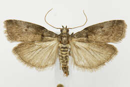 Image of Acrobasis betulella Hulst 1890