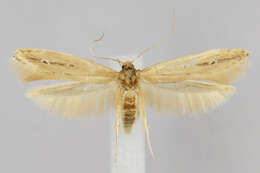 Image of Limnaecia phragmitella Stainton 1851