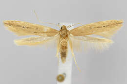 Image of Limnaecia phragmitella Stainton 1851