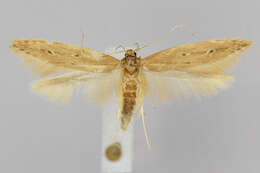 Image of Limnaecia phragmitella Stainton 1851