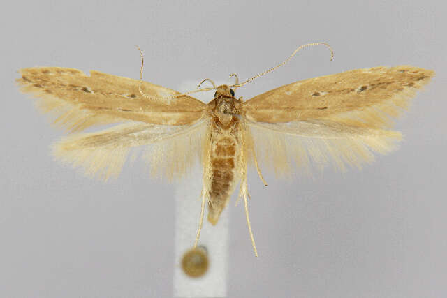 Image of Limnaecia phragmitella Stainton 1851