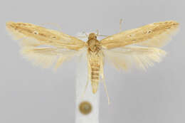 Image of Limnaecia phragmitella Stainton 1851