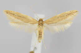 Image of Limnaecia phragmitella Stainton 1851