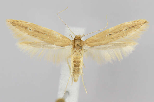 Image of Limnaecia phragmitella Stainton 1851