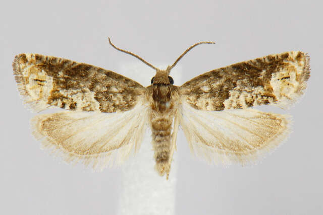 Image de <i>Eucosma marmontana</i>