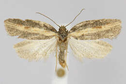 Image of Acleris