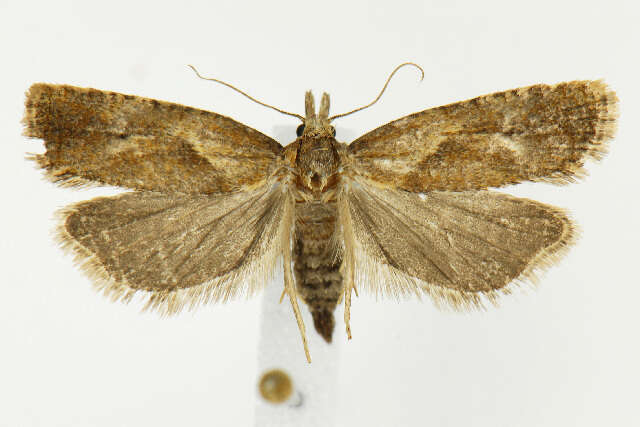 Image of Phtheochroa modestana Busck 1907