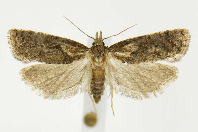 Image of Phtheochroa modestana Busck 1907