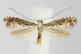 Image of Parornix arbutifoliella (Dietz 1907)
