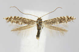 Image of Parornix vicinella (Dietz 1907)