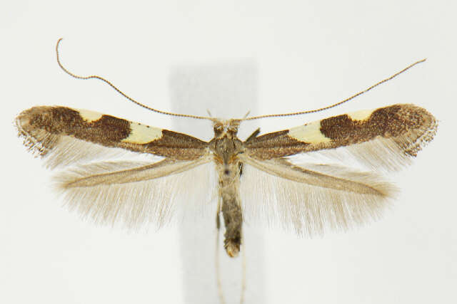 Sivun Caloptilia cornusella (Ely 1915) kuva