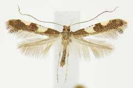 Sivun Caloptilia cornusella (Ely 1915) kuva