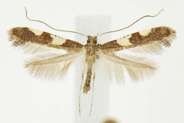 Sivun Caloptilia cornusella (Ely 1915) kuva