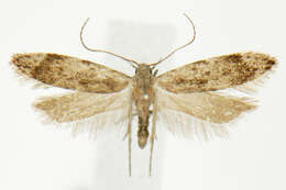 Image of Anacampsis