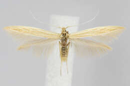 Coleophora bispinatella McDunnough 1954的圖片