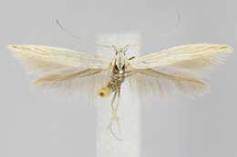 Image de Coleophora duplicis Braun 1921